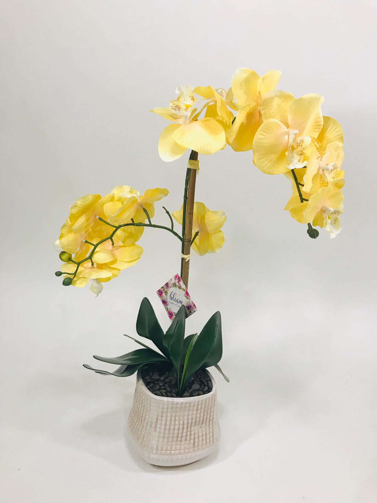 yellow 2 stem orchid with black vase 20 inches - direct sale